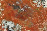 Beautiful, Polished Arizona Petrified Wood Slice - #85950-1